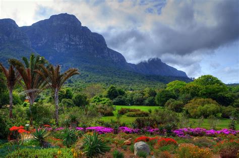  Kirstenbosch Ulusal Botanik Bahçesi: Güzel Bitkilerin Cennetinde Bir Gün